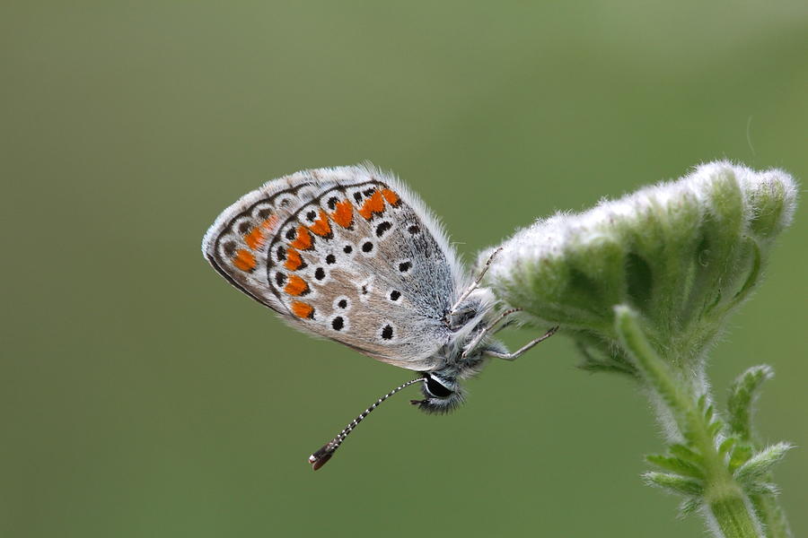 Butterfly Photograph - Common Blue sitting on a flower in the Pirin Mountains in Bulgaria by Ronald Jansen
