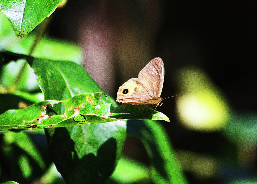 Butterfly Photograph - Common Brown Butterfly by Miroslava Jurcik