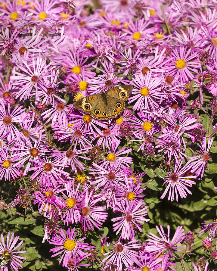 Common Buckeye and Aster 2013-1 Photograph by Thomas Young