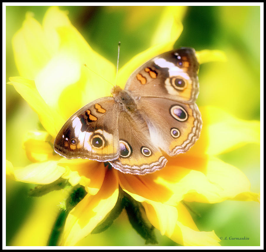 Common Buckeye Butterfly Photograph by A Macarthur Gurmankin