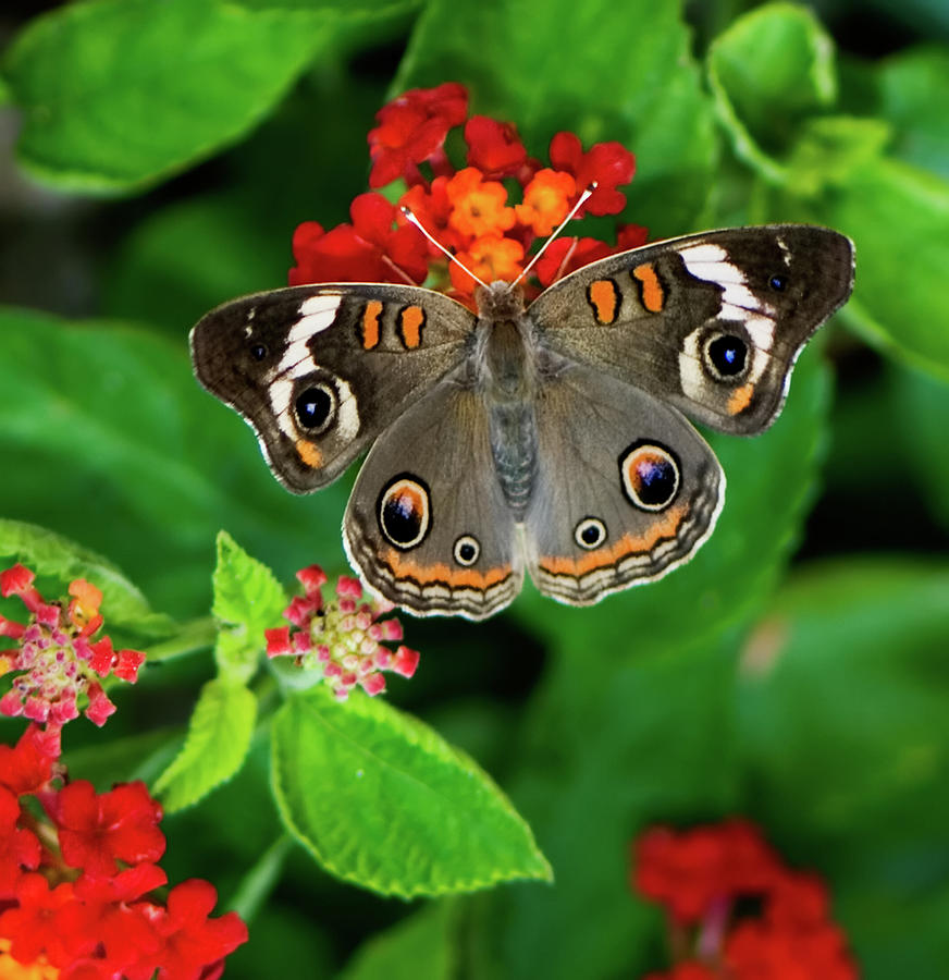 Common Buckeye Butterfly Photograph by Betty LaRue