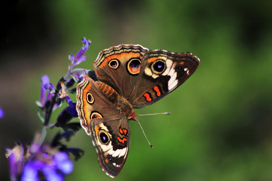 Common Buckeye Butterfly Photograph by Carol Montoya
