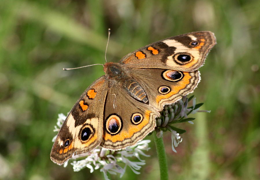 Common Buckeye Butterfly Close-up Photograph by Sheila Brown