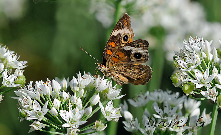 Common Buckeye Butterfly Photograph by Diane Giurco