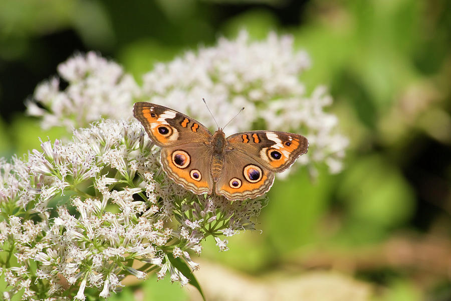 Common Buckeye Butterfly Photograph by Jill Lang
