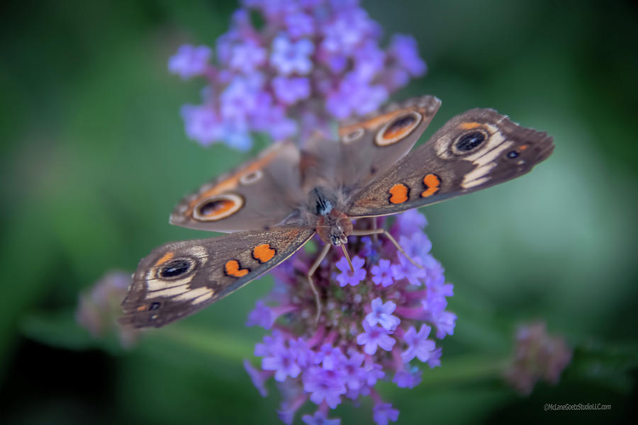 Common Buckeye Butterfly Photograph by LeeAnn McLaneGoetz McLaneGoetzStudioLLCcom