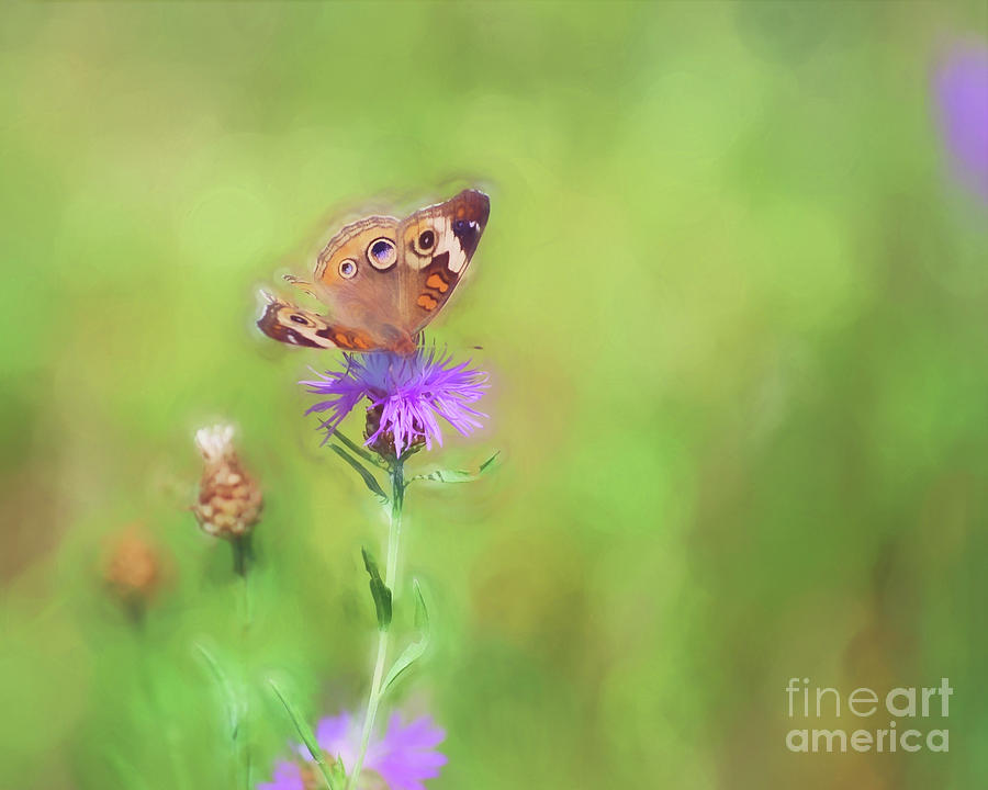 Common Buckeye Butterfly - Missing Pieces Photograph by Kerri Farley