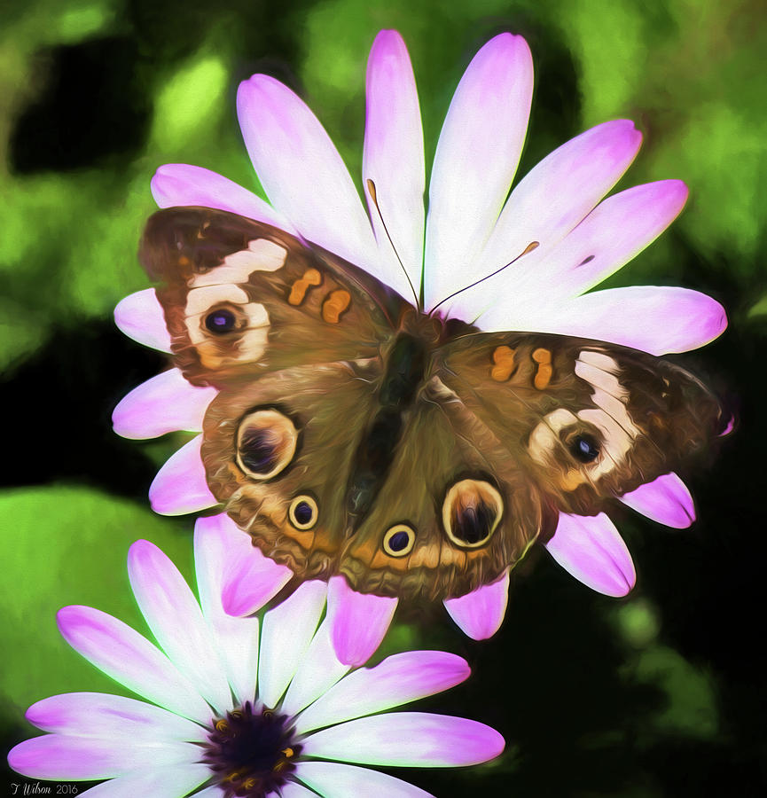 Common Buckeye Butterfly on a Daisy Photograph by Teresa Wilson