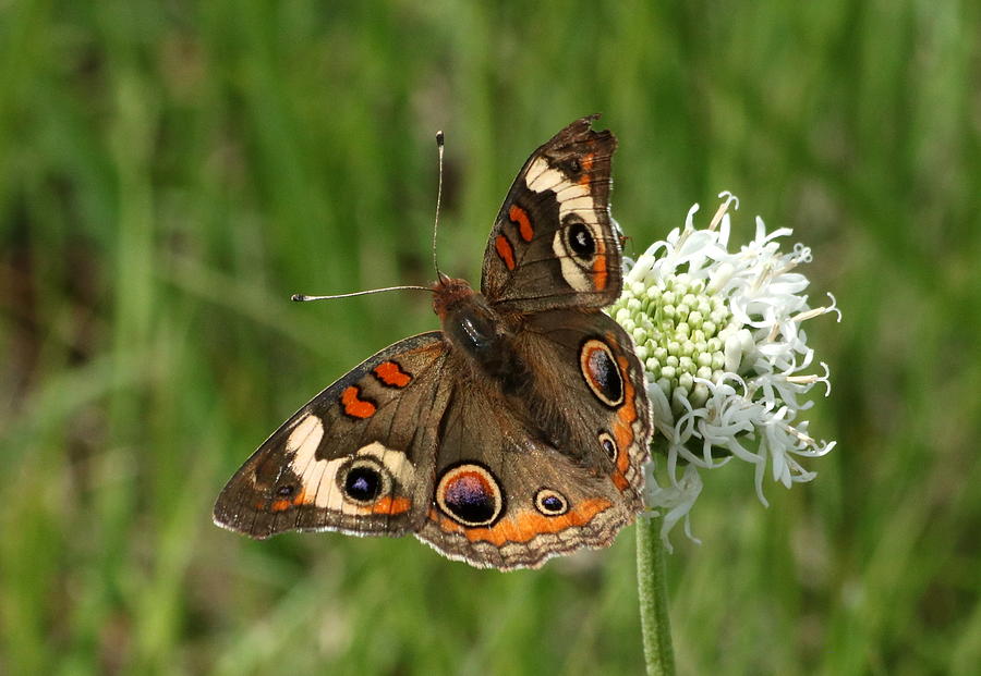 Common Buckeye Butterfly on Wildflower Photograph by Sheila Brown
