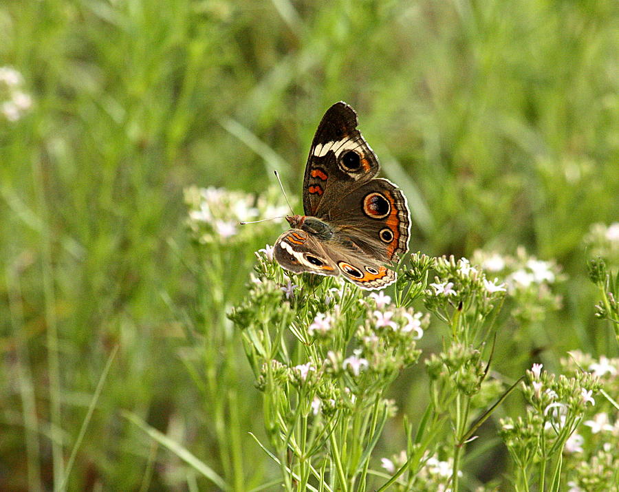 Common Buckeye Butterfly Photograph by Sheila Brown