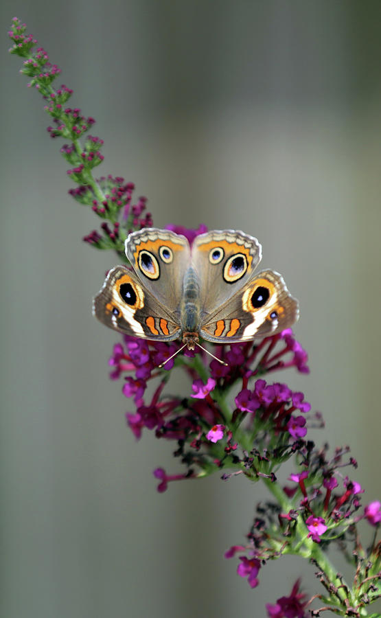 Common Buckeye Butterfly Photograph by Stamp City
