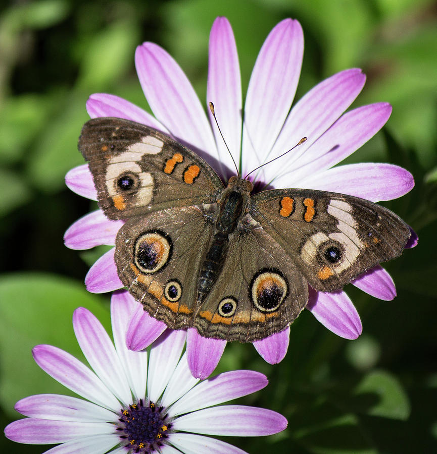 Common Buckeye Butterfly Photograph by Teresa Wilson