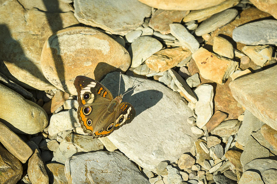 Common Buckeye Photograph by Jack R Perry