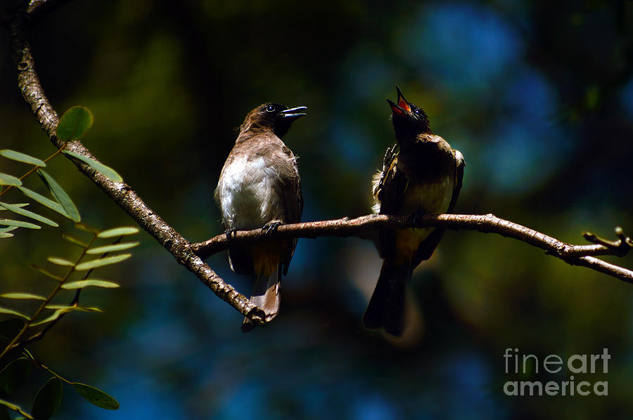  Bulbul Birds-Chatting Photograph by Morris Keyonzo