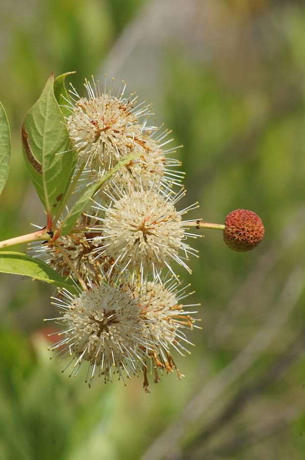 Flowers Still Life Photograph - Common Buttonbush Cluster by Lynda Dawson-Youngclaus