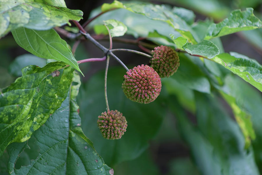 Common Buttonbush Wildflower Buds Photograph by Kathy Clark