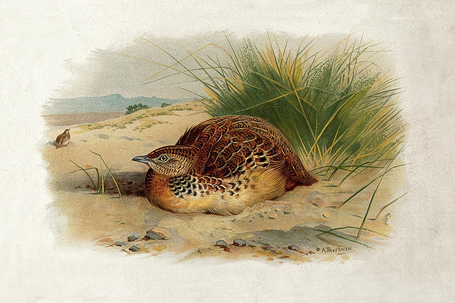 Common Buttonquail by Thorburn Mixed Media by Movie Poster Prints