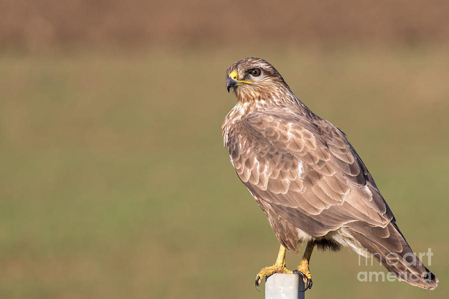 Common Buzzard Along the Highway Nis Budapest Photograph by Jivko Nakev