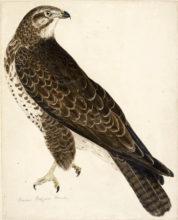 Prideaux John Selby Drawing - Common Buzzard, Female by Prideaux John Selby