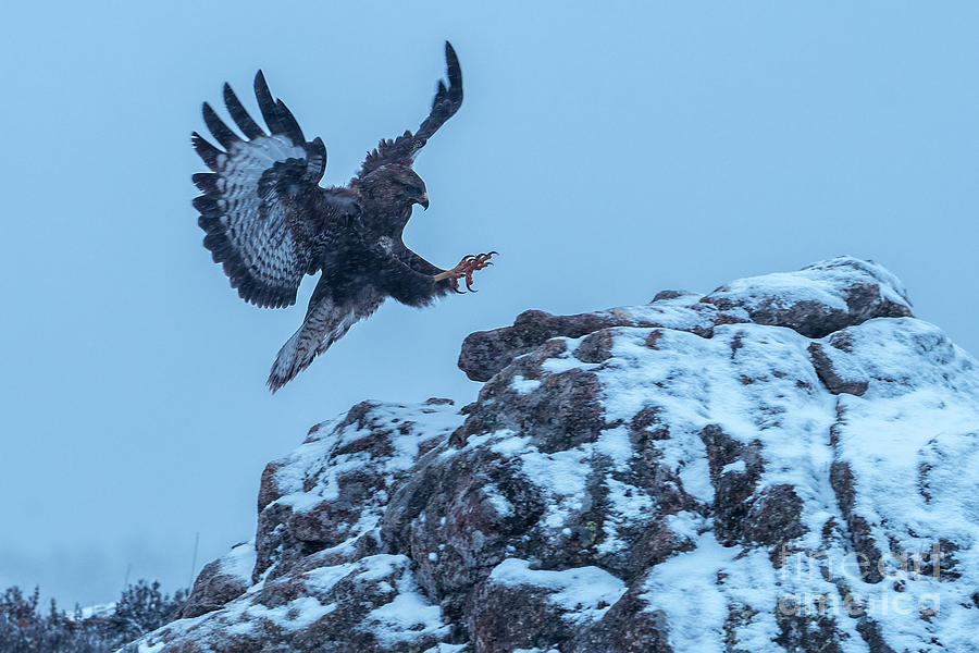 Eagle Photograph - Common buzzard by Hernan Bua