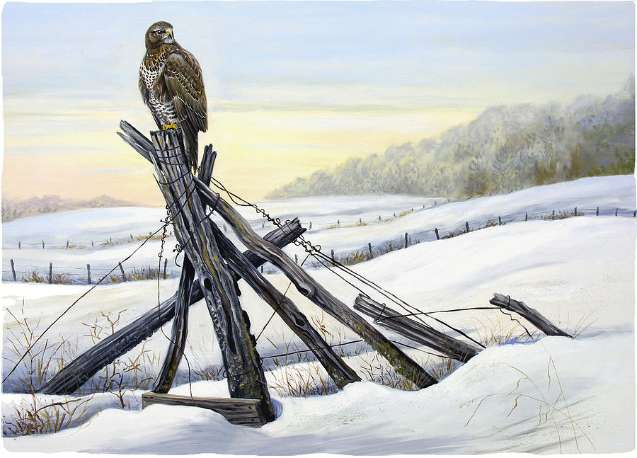 Buzzard Painting - Common Buzzard in winter landscape by Dag Peterson