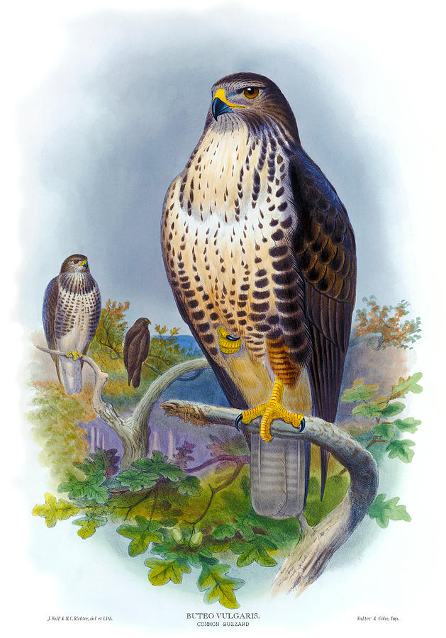 John Gould Painting - Common Buzzard Antique Bird Print The Birds of Great Britain by Orchard Arts
