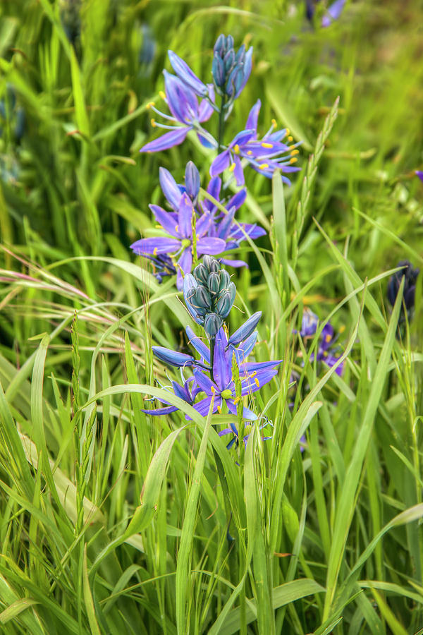Common Camas Photograph by Kristina Rinell