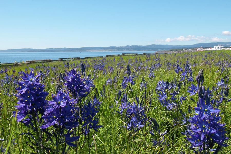 Common Camas Meadow with Harbor Photograph by Cascade Colors