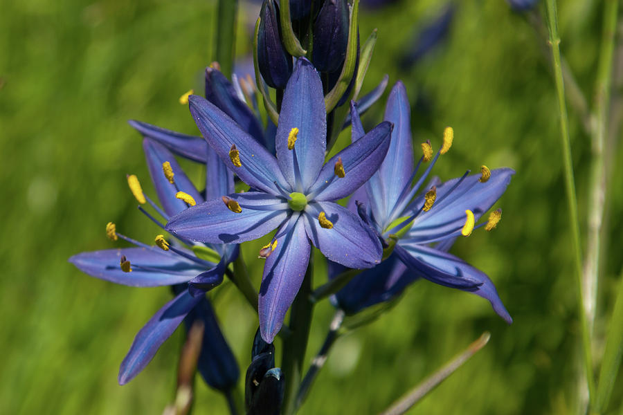 Common Camas Wildflower Photograph by Cascade Colors
