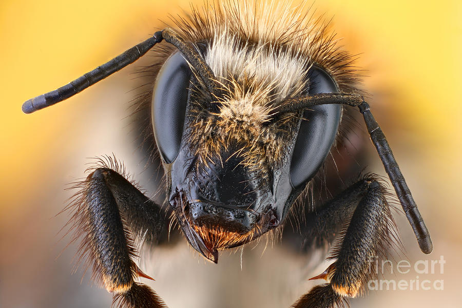 Common Carder-bee Photograph by Matthias Lenke
