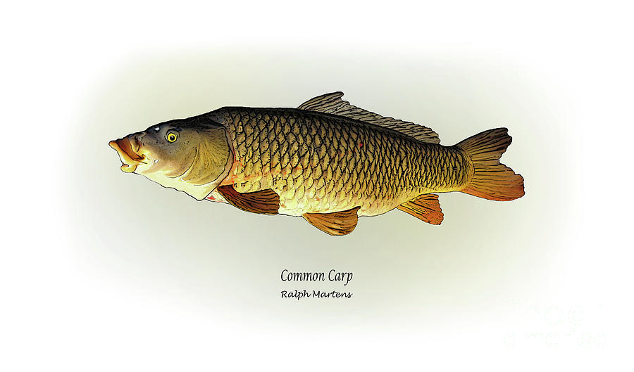 Fish Painting - Common Carp by Ralph Martens