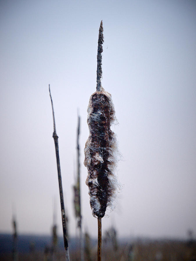 Common cattail 3 Photograph by Jouko Lehto