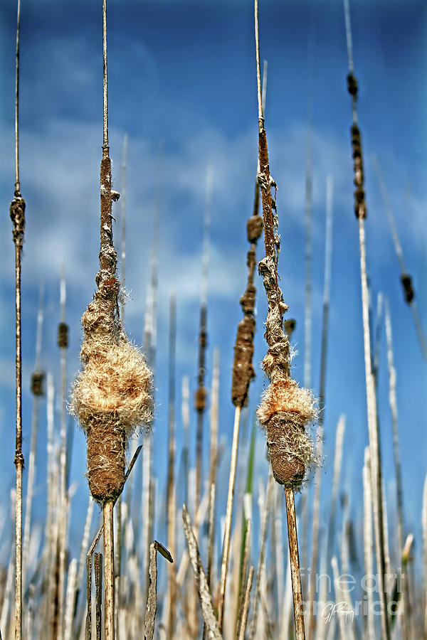 Common Cattail Seeds Photograph by Gabriele Pomykaj