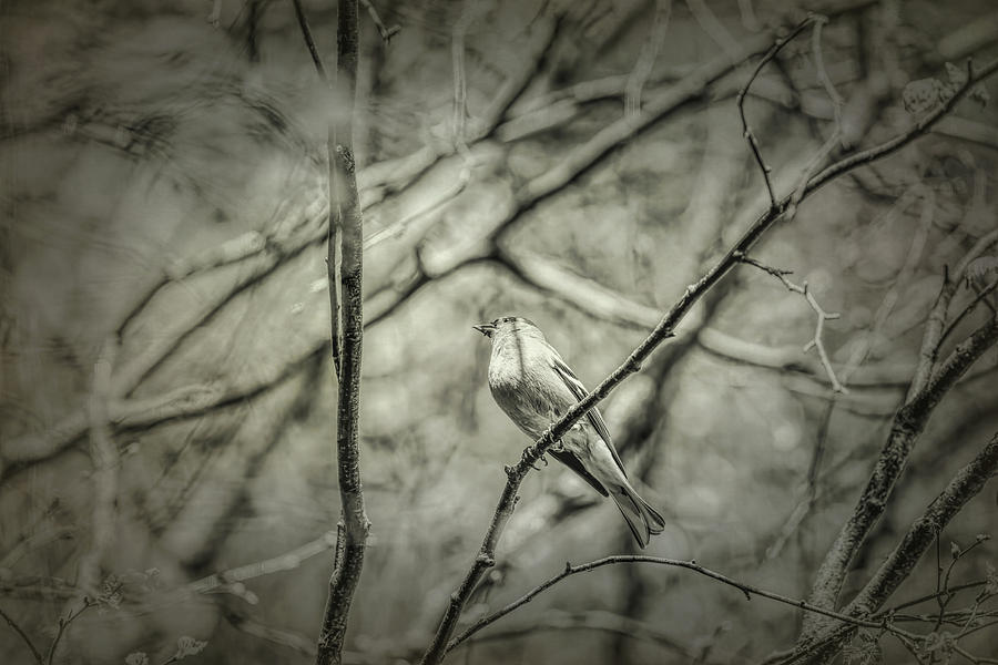 Common chaffinch #2 BW Photograph by Leif Sohlman