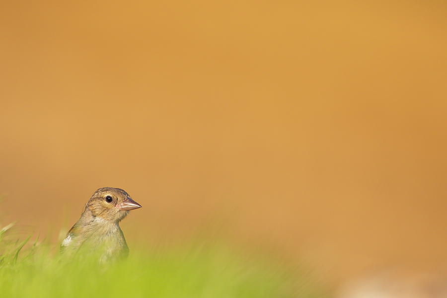 Common Chaffinch Photograph by Natura Argazkitan