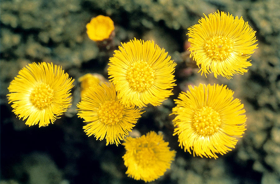 Flower Photograph - Common Coltsfoot  by American School