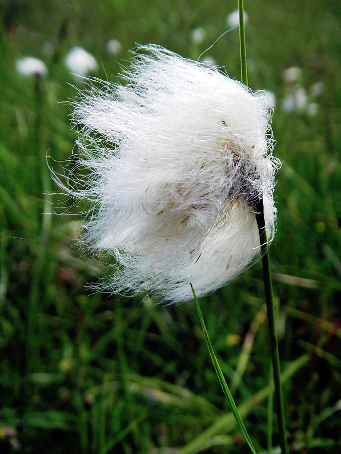 Common Cottongrass Seed-head Photograph by Rod Johnson