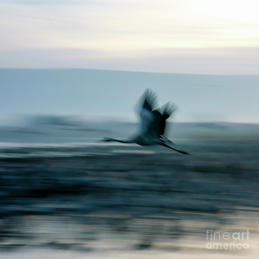 Common crane in flight Photograph by Ami Siano - Fine Art America