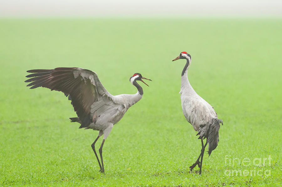 Common Cranes Grus Grus birds during migration season Photograph by ...