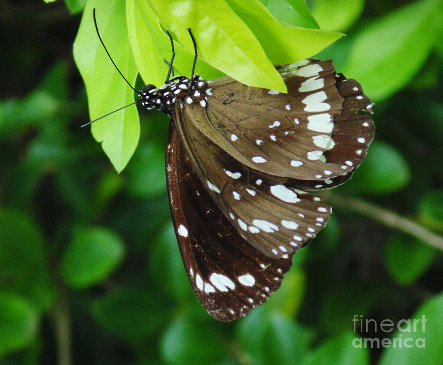 Common Crow Butterfly #2 Photograph by Trudee Hunter | Fine Art America