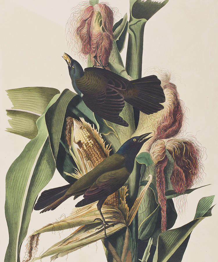 John James Audubon Painting - Common Crow by John James Audubon