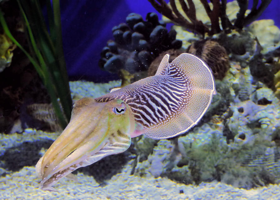 Common Cuttlefish Photograph by Rosalie Scanlon