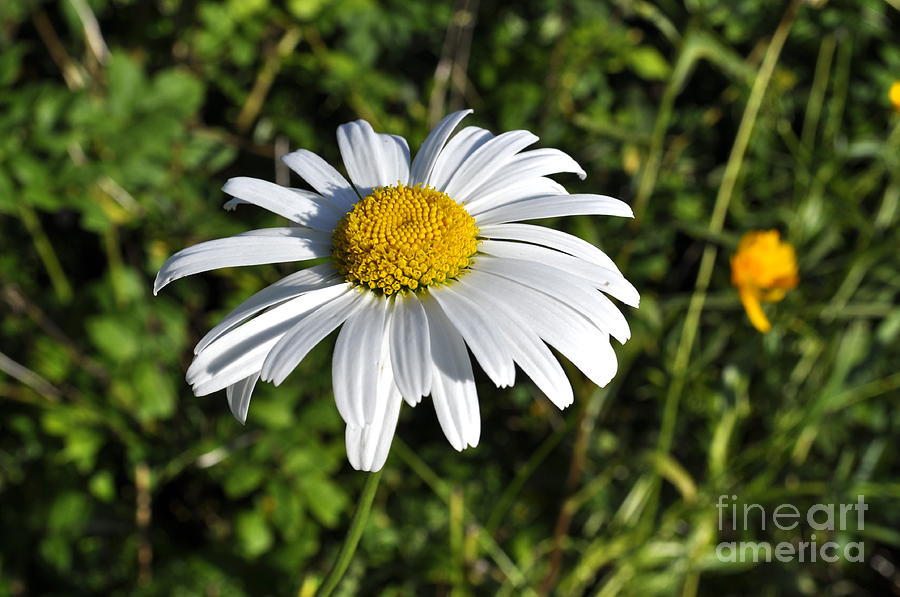 Common Daisy Photograph by Penny Neimiller