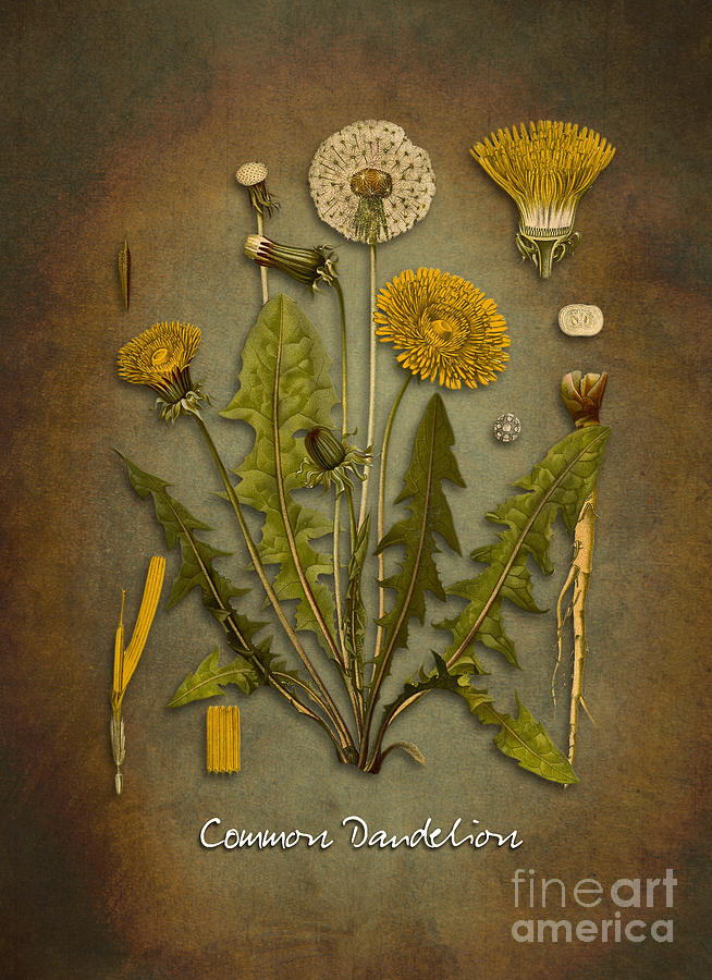 Common dandelion Digital Art by Justyna Jaszke JBJart