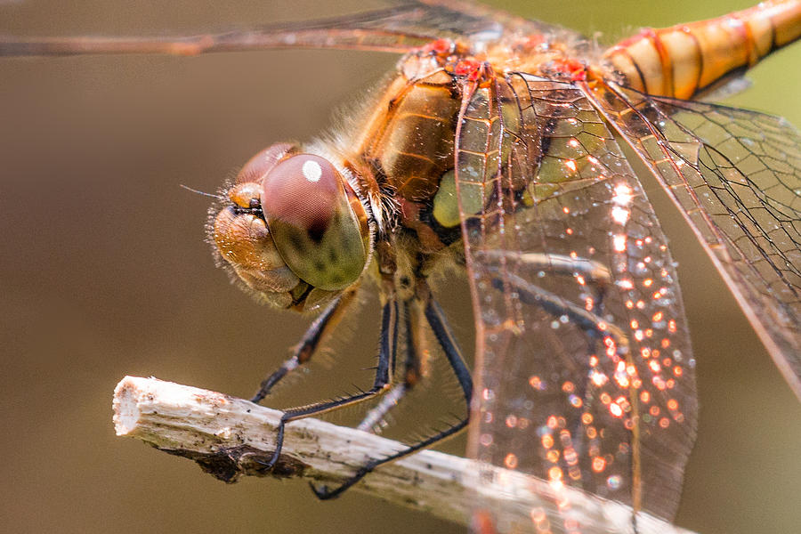Insects Photograph - Common Darter by Ian Hufton