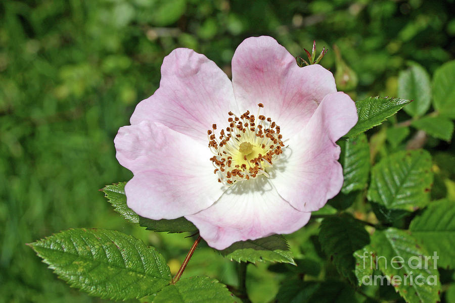 Common Dog Rose Flower Photograph