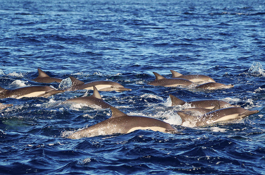 Common Dolphin pod on the move Photograph by Frankie Grant - Fine Art ...