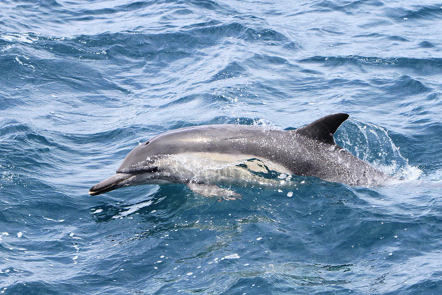 Common Dolphin  Photograph by Shoal Hollingsworth