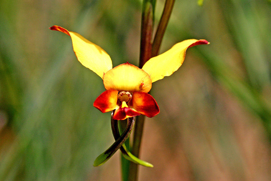 Common Donkey Orchid. Photograph by Tony Brown
