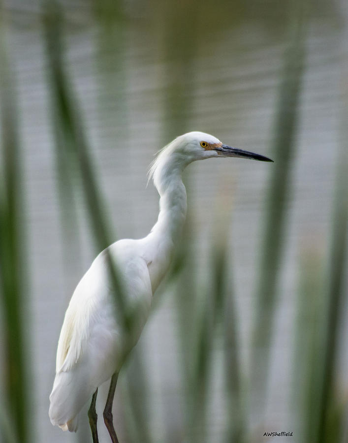 Egret Photograph - Common Egret by Allen Sheffield